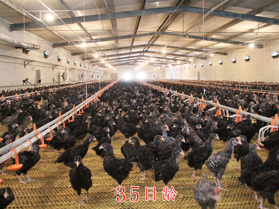 種雞掉毛的原因及預防