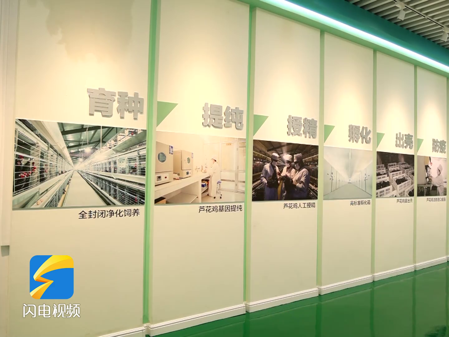 f0【齊魯網】濟寧2022上半年重點項目巡禮：汶上蘆花雞全產業鏈標準化生產基地項目8