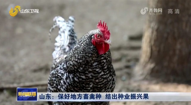 【媒體聚焦】山東：保好地方畜禽種  結出種業振興果