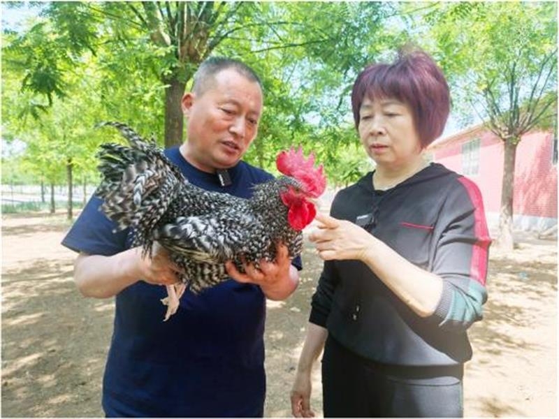 【媒體報道】口碑老店有一道“汶上蘆花雞”