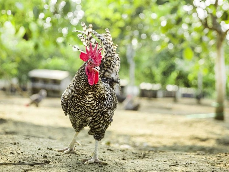 聯播快訊｜濟寧農產品品牌建設穩居全省“第 一方陣”