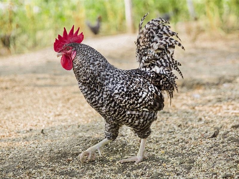 “精 準幫扶”驅動鄉村特色產業“蝶變升級”