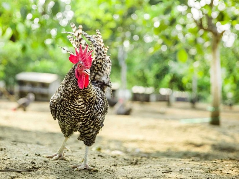 養(yǎng)殖遇到濕冷環(huán)境 專家教你解決方案